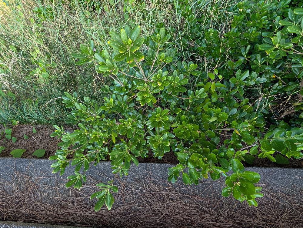 Pittosporum tobira in Ibusuki, Japan