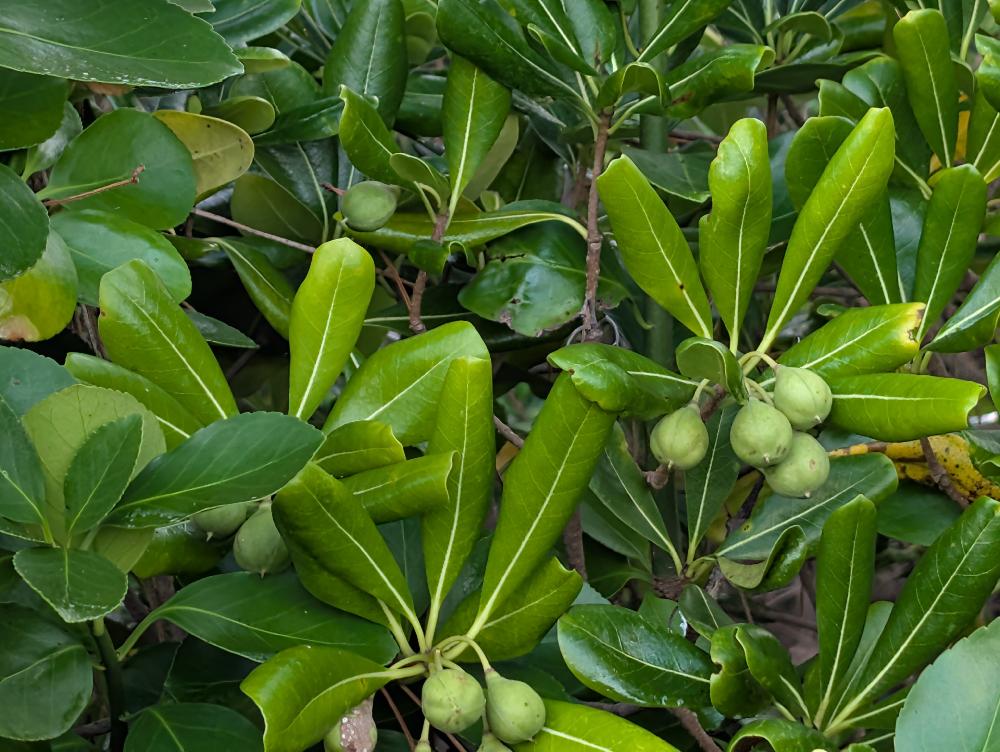 Pittosporum tobira in Ibusuki, Japan