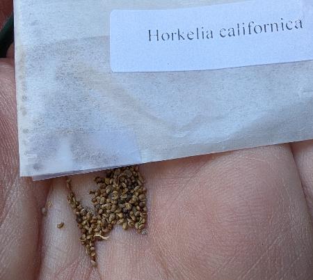 Seed packet