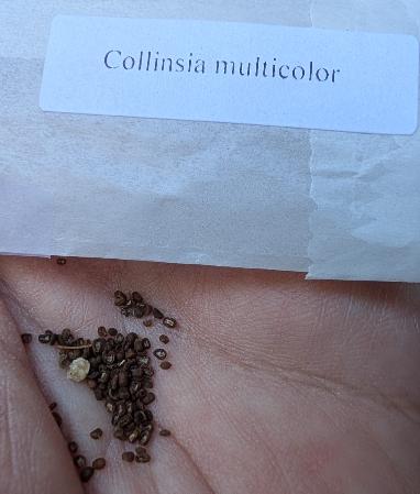 Seed packet