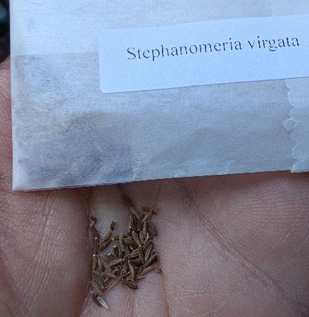 Seed packet