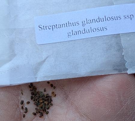Seed packet
