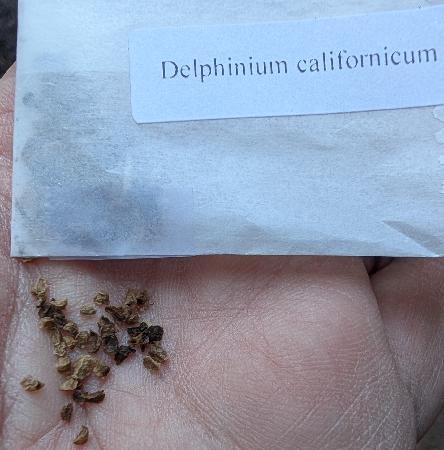 Seed packet
